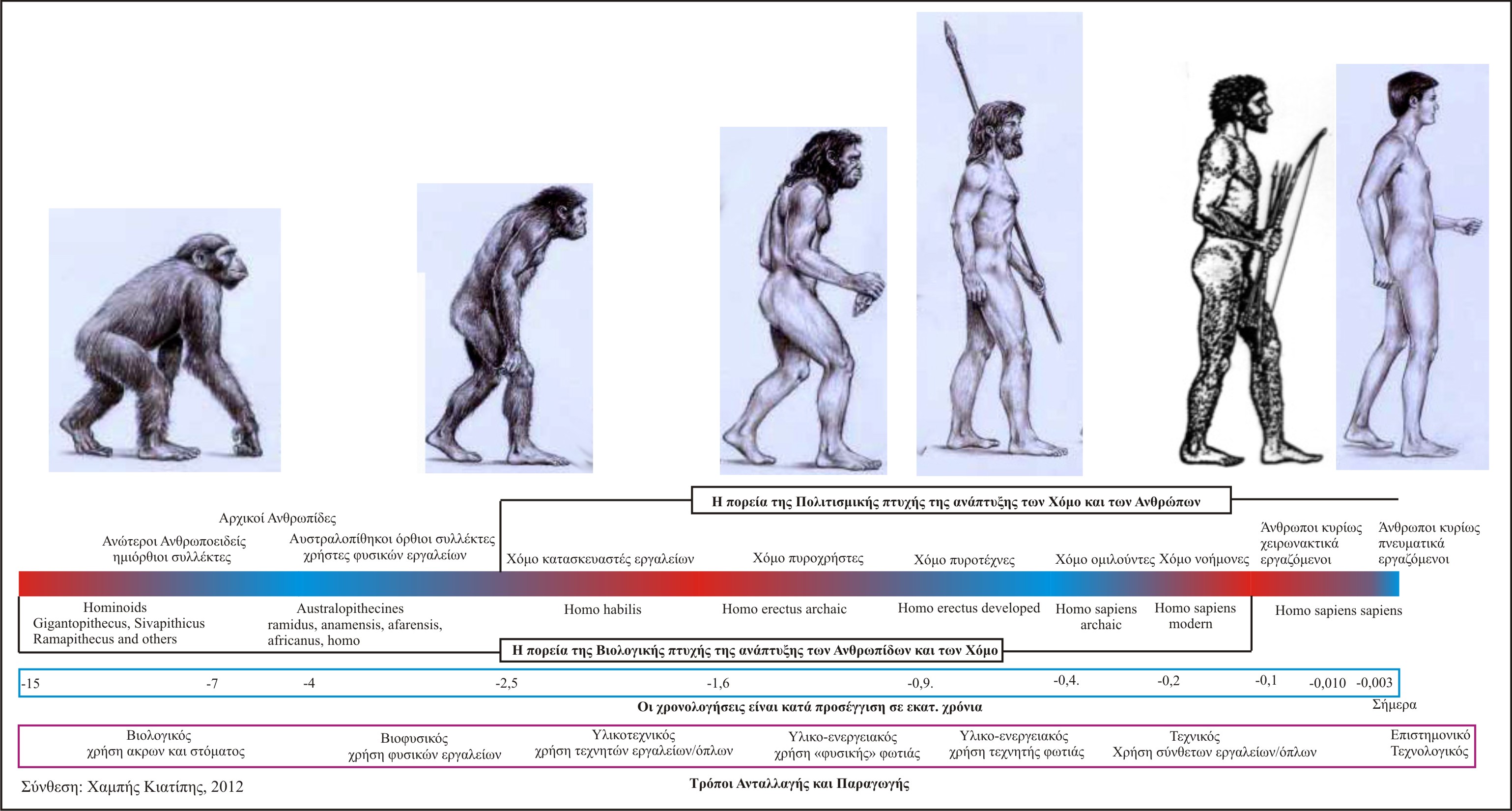 Primate Evolution Chart